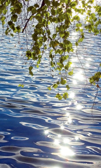 Чи напували мріями дощі?..