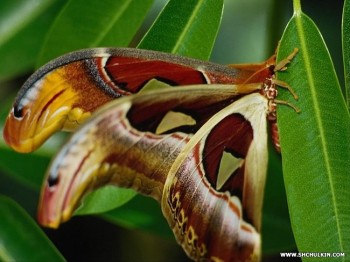 Бабине літо з метеликами