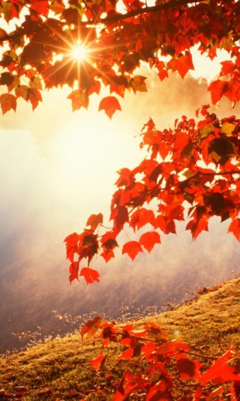 ДОЛОНІ ОСЕНІ