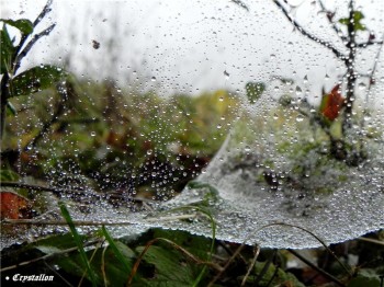 Краплини росяних казок