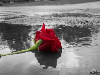 Пелюстками розкидані слова