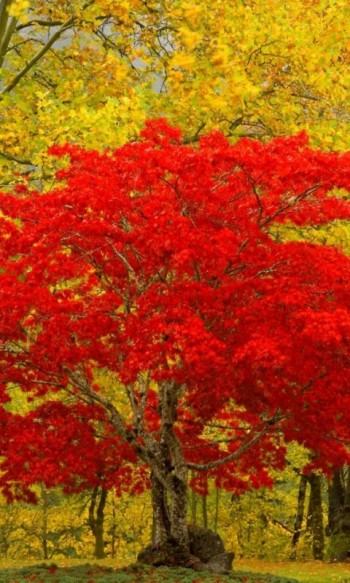 ПІД ЗОЛОТО ОСІННІХ ФЕЄРВЕРКІВ