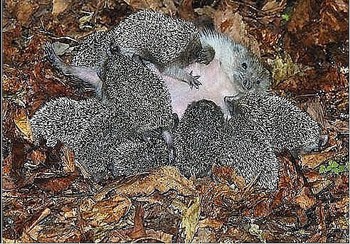 Колюча мама