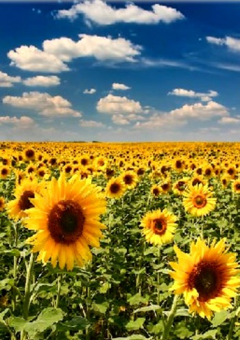 Рідна ненька