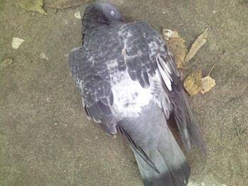 Сумна звістка