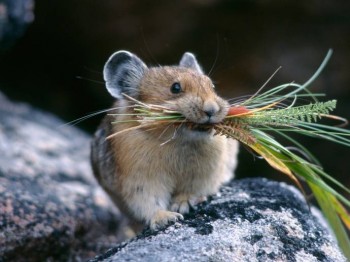 ВІРШИКИ З НІРКИ