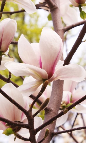 НА СВІТАНКУ ДОБРОГО СЛОВА