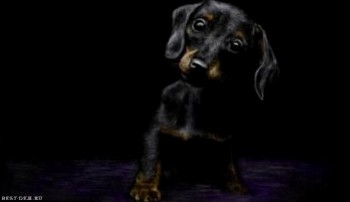 Чорне цуценя