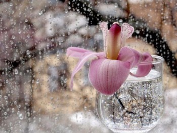 Світ народжений в ілюзії