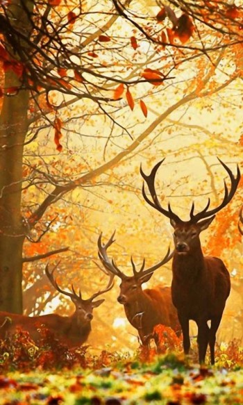 Про оленів осінньої наснаги