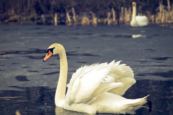 Замерзає річка