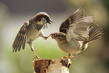 Горобець одурів