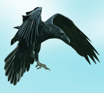 Летів ворон