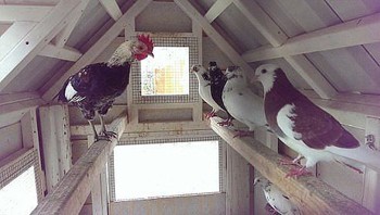 Півень і голубка