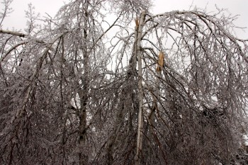 Згубні почуття