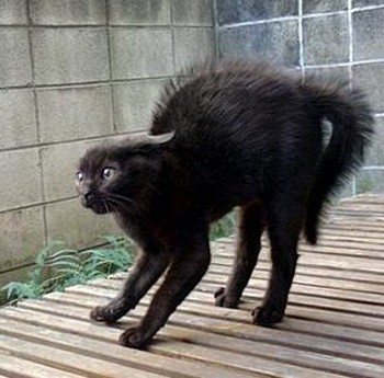 Прогрес у пса