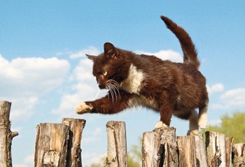 Плигнув кіт