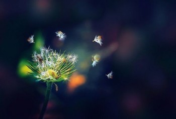 Тремтливим порухом напружених долонь