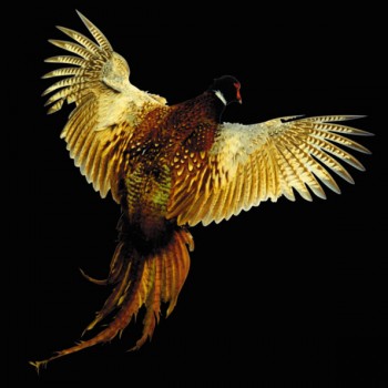 Ноктюрн з фазаном