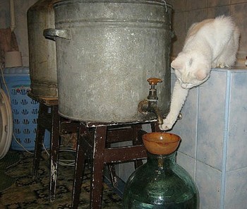 Стицько пияка