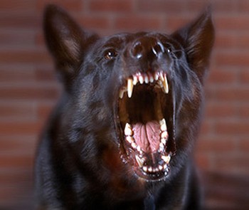 Гарчать пси