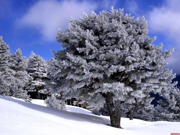 Кремезний дуб