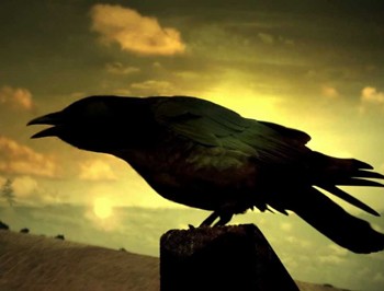 Кружляв ворон чорний