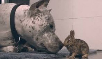 Несподіваний порятунок