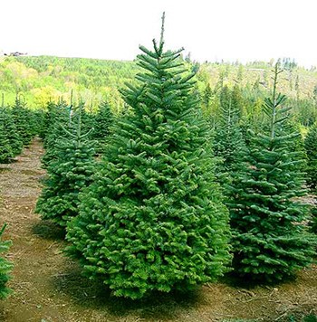 Зажурилася ялина