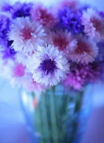 Сонечку лютневому