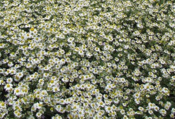 Ромашки