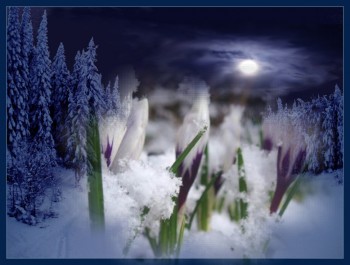 Невинний ноктюрн весноцвіту