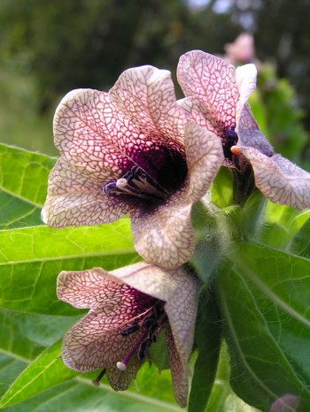 «Ой не ходи Грицю…»