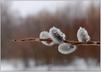Розвесніла журба