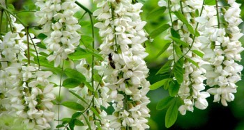 Сеньйорито акаціє, добрий вечір...