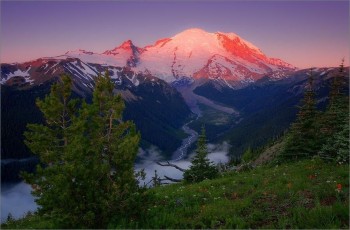 Стань мені смерекою