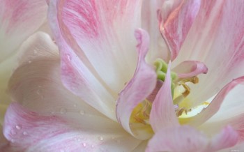 Намріялось