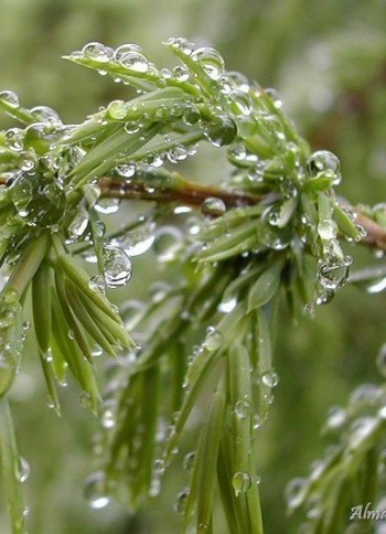 Моя Україна - хоч горда, але безсила