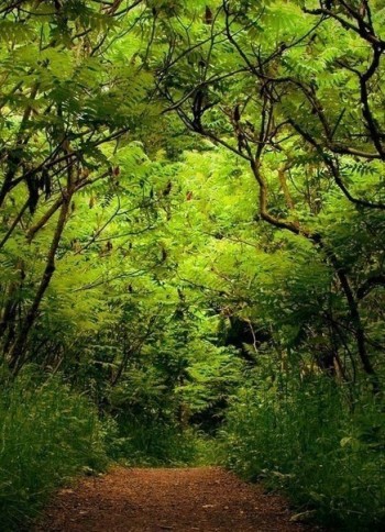 Пісня Марічки