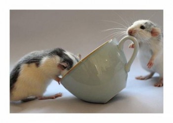 Чашка весняної кави