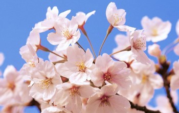 Старенька груша