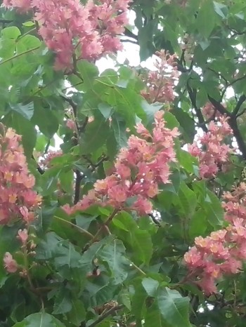 Замріяний каштан