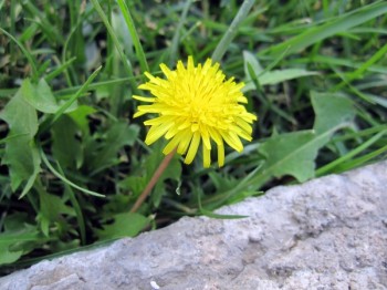Цілунок сонця. Відгомін весни