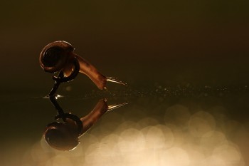 Коли серпанки чар засіє ніч...