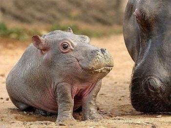 Я – дивозвір? Ну що ви, люди!