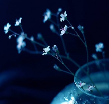 Я не знаю, як пахнуть ці квіти