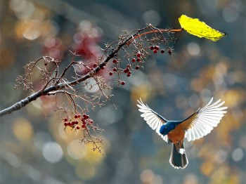 Окраїну украли у раю