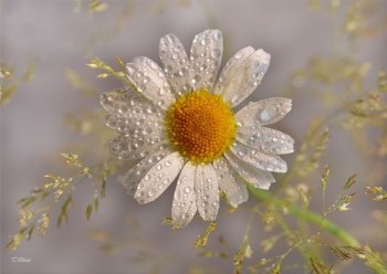 Ромашко моя світанкова