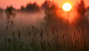 Танка в шепоті трав