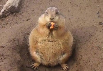 Щось схудла я! Така собі халепа!